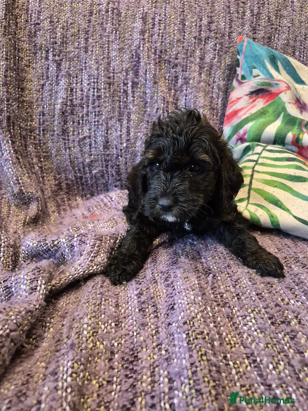 Cockapoo dogs for sale: Beautiful F1 COCKERPOO PUPPIES for sale  - Advert 2