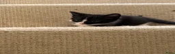 Mixed Breed cats for sale: 2 kittens left  - Advert 17
