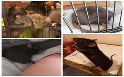 Rat rodents for sale: 6 female rats plus large cage and accessories - Image 1