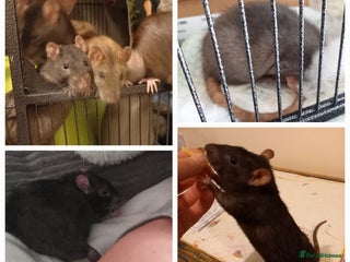 Rat rodents - Advert 3