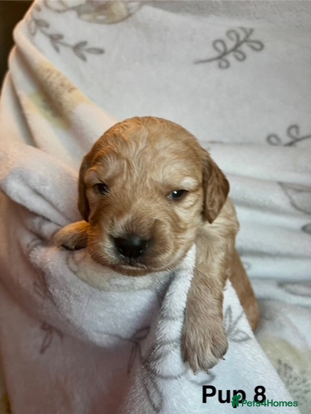 Cockapoo dogs for sale: Adorable Cocker Spaniel/Cockapoo Puppies - Image 34