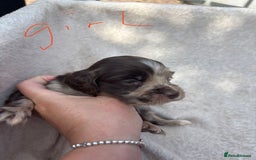 Cocker Spaniel dogs for sale: Merl cocker spaniel puppies  - Image 5