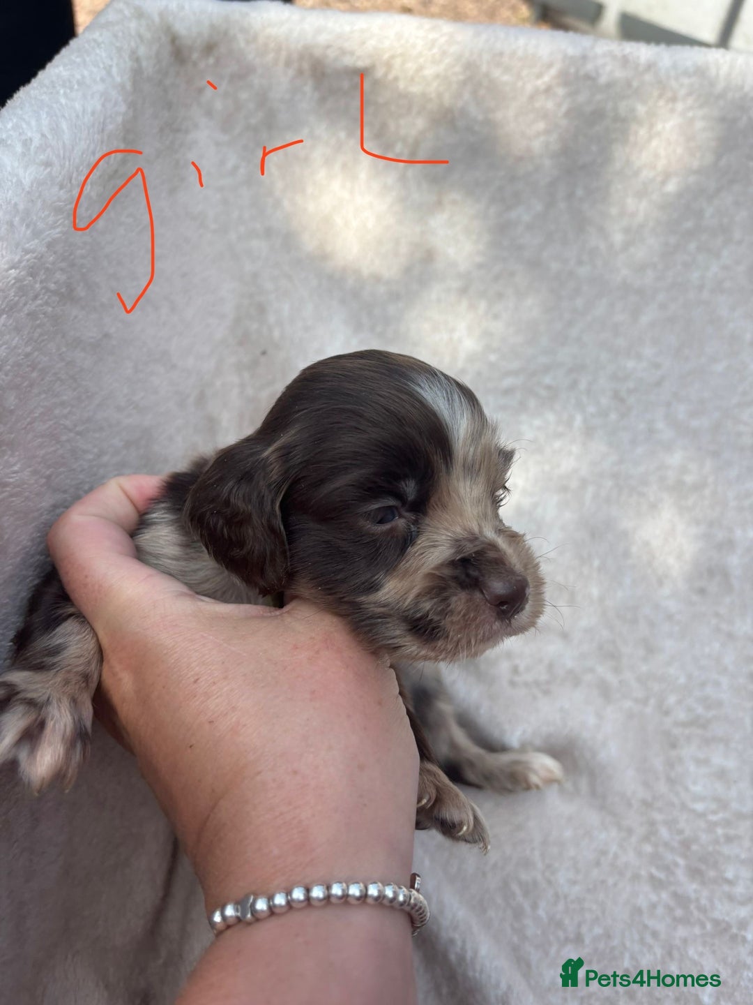 Cocker Spaniel dogs for sale: Merl cocker spaniel puppies  - Image 5