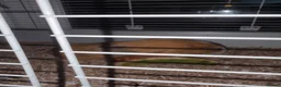 Guinea Pig rodents for sale: Dexter and Dante - Advert 7