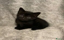 Mixed Breed cats for sale: £30 female kitten ready to leave today  - Image 1