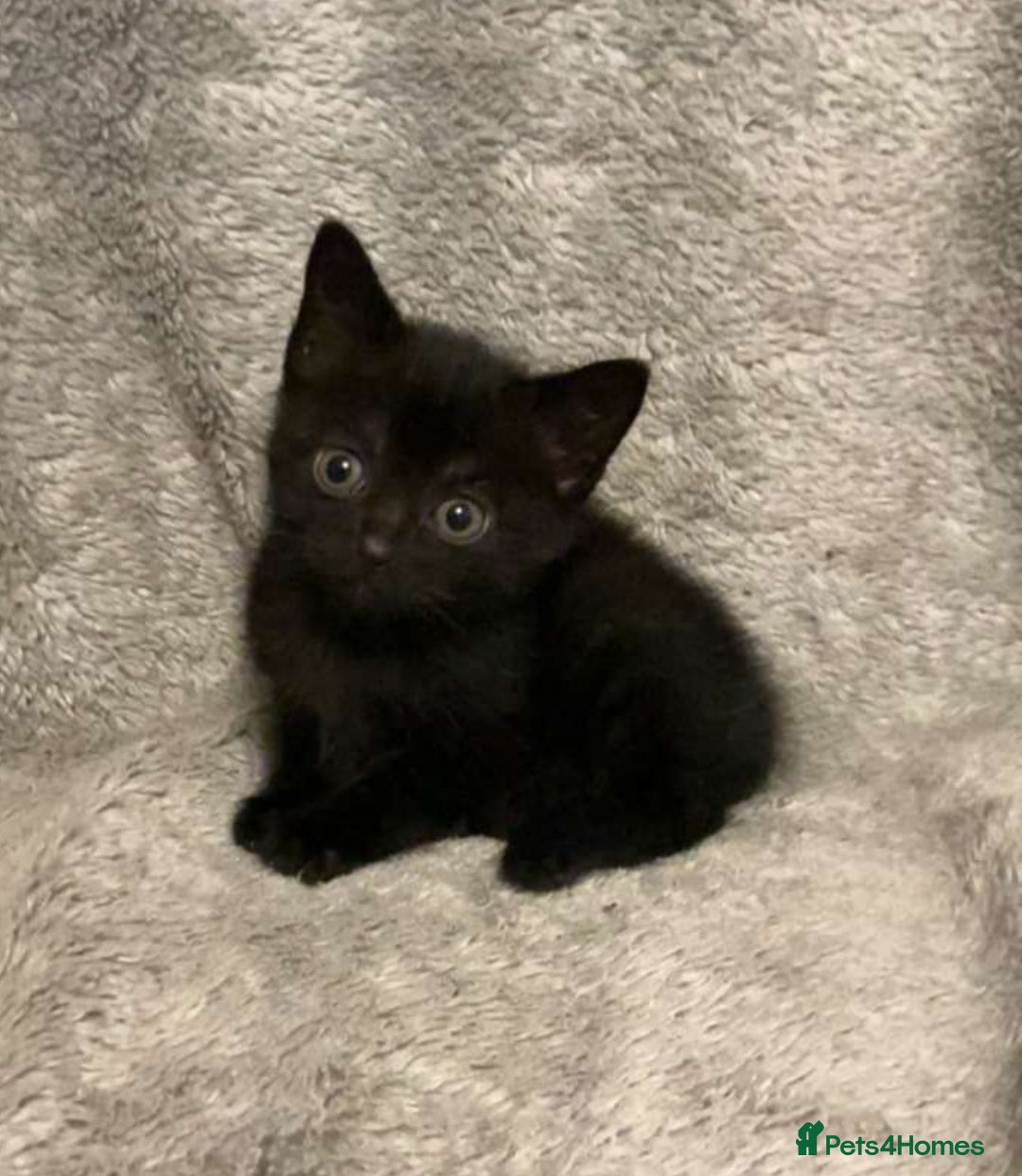 Mixed Breed cats for sale: £30 female kitten ready to leave today  - Image 1
