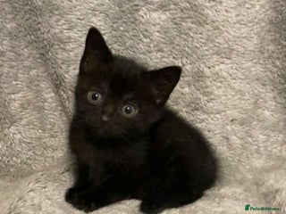 Mixed Breed cats for sale - Advert 1