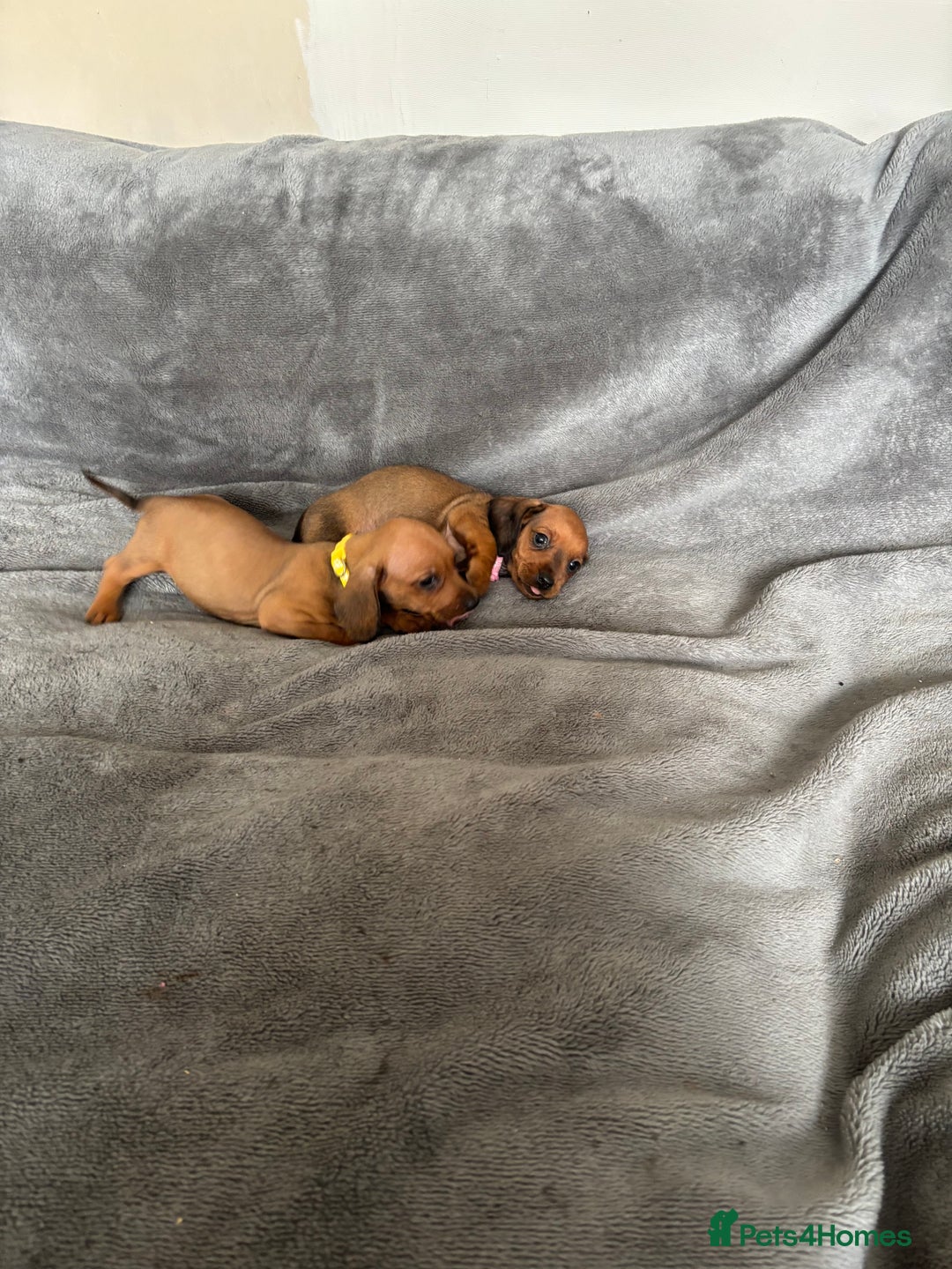 Miniature Dachshund dogs for sale: Stunning Brindle Dachshunds  - Image 21