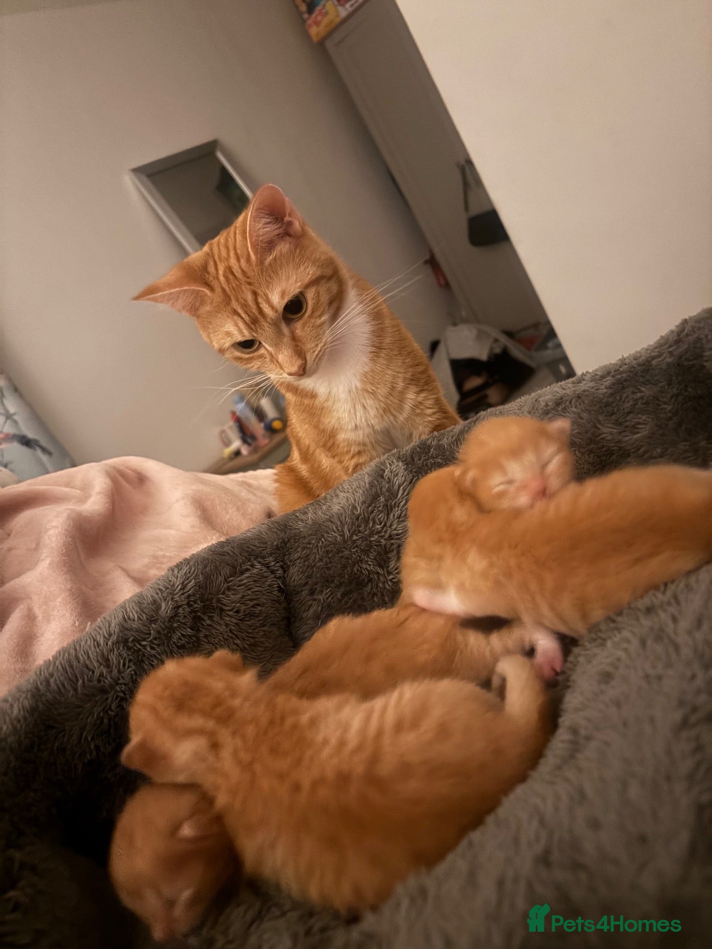 Mixed Breed cats Beautiful ginger kittens  - Advert 1