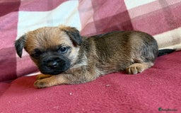 Border Terrier dogs for sale: Beautiful Border Terrier Puppies😍 - Advert 14