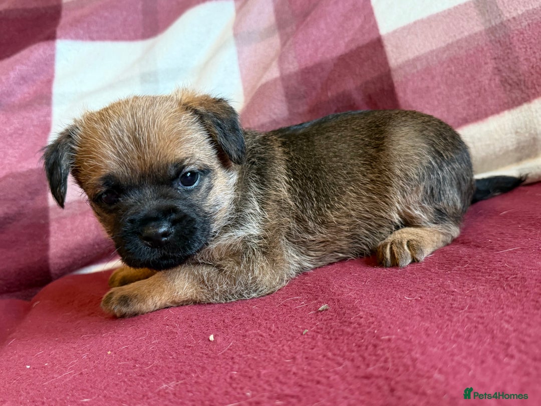 Border Terrier dogs for sale: Beautiful Border Terrier Puppies😍 - Advert 14