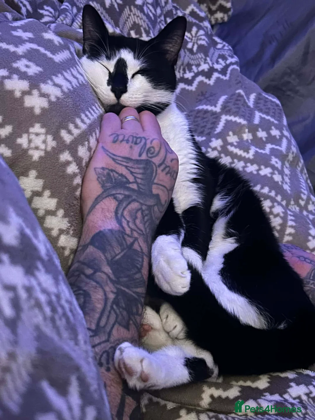 Mixed Breed cats for sale: Female 1 year old cat  - Advert 4