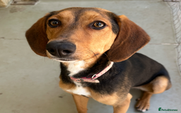 Mixed Breed dogs for adoption: Jilly (Greek Harehound mix) - Image 8