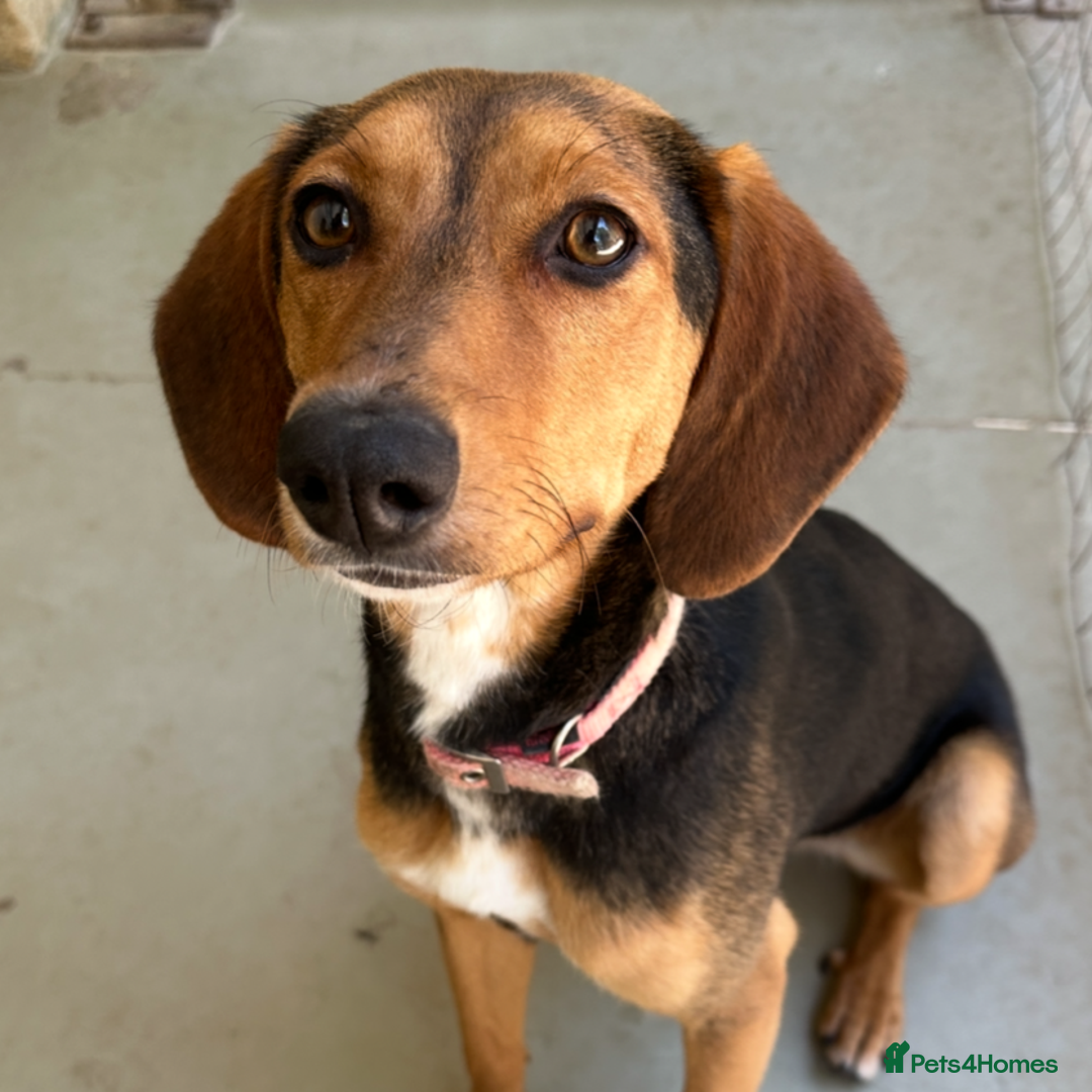 Mixed Breed dogs for adoption: Jilly (Greek Harehound mix) - Image 8