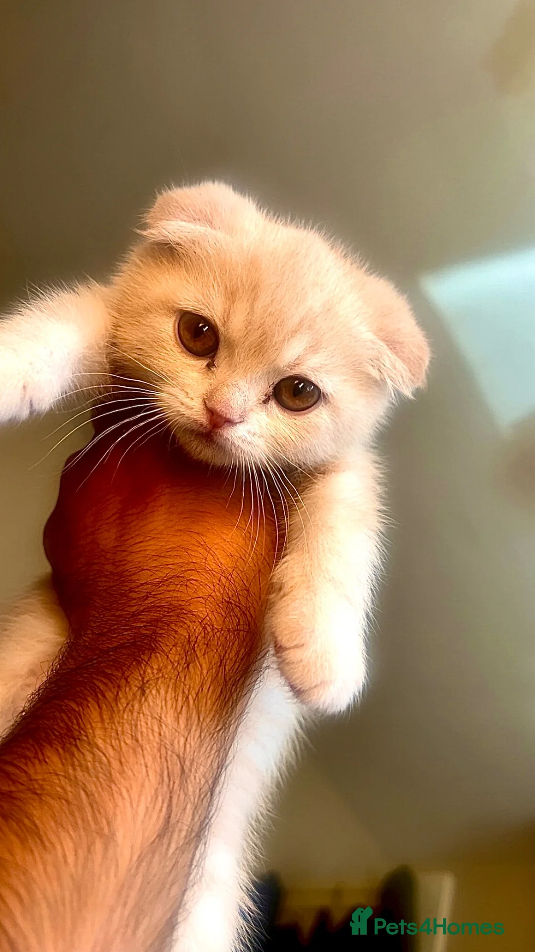 Scottish Fold cats for sale: Scottish fold kittens  - Advert 2