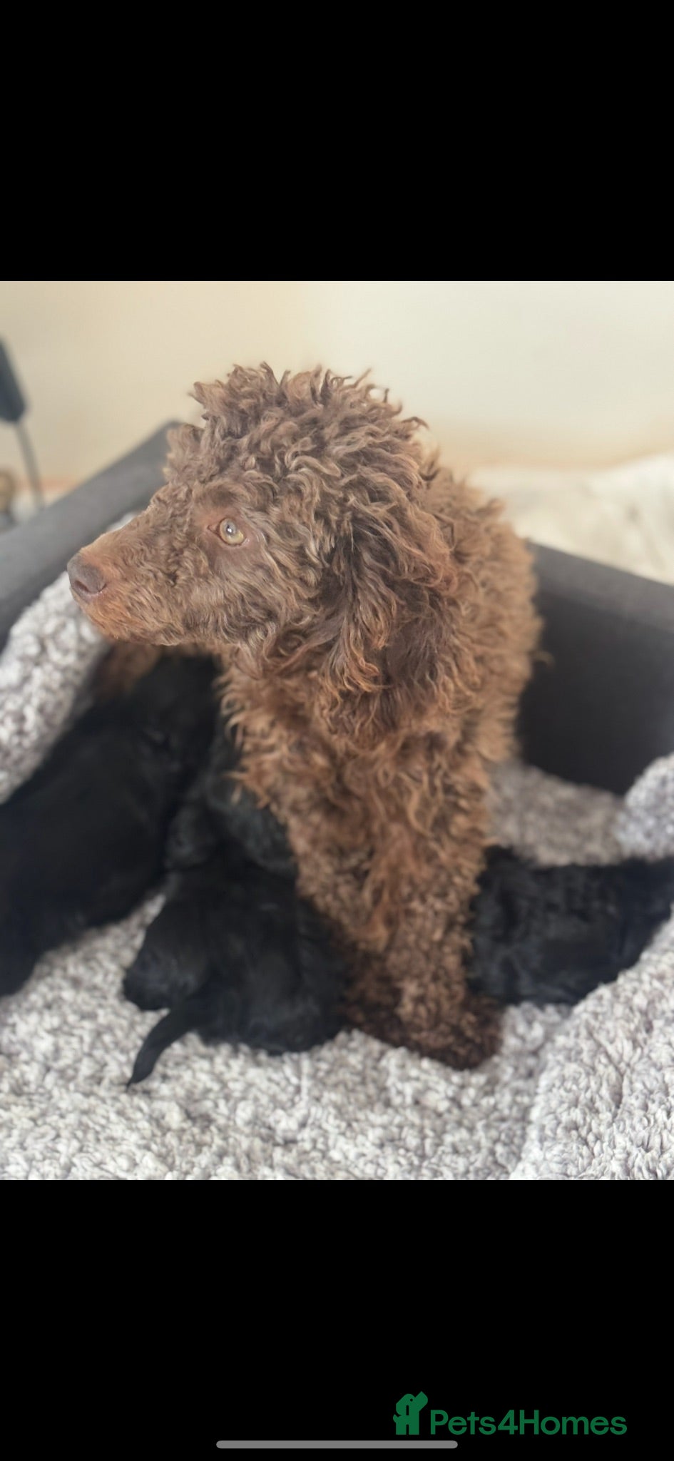Cavapoo dogs Beautiful Cavapooh’s - Advert 1