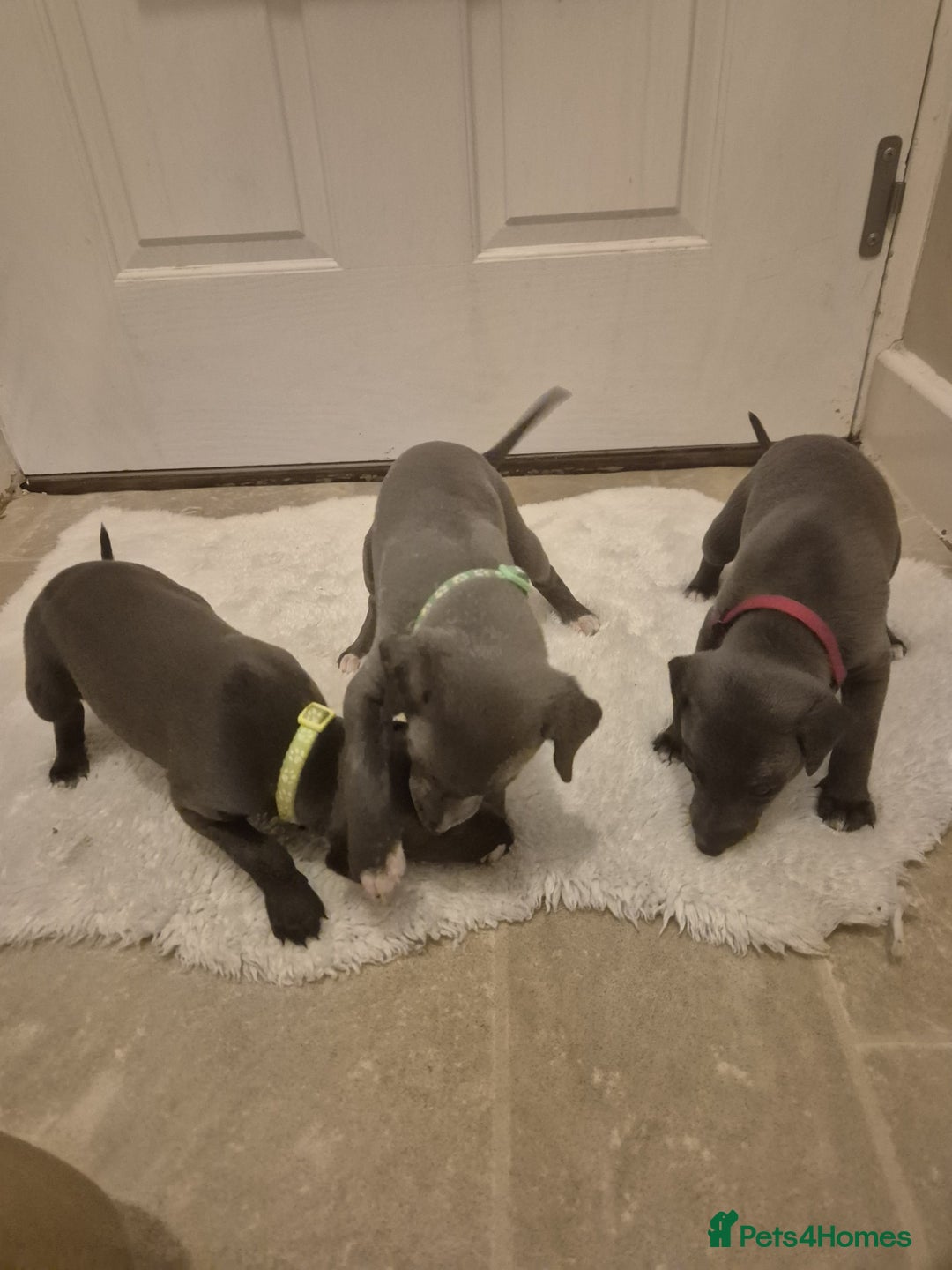 Whippet dogs for sale: Blue Whippet Boys - Advert 3