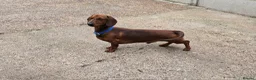 Dachshund dogs for sale:  STUNING 1 STANDARD DACHSHUND BOY  - Advert 8