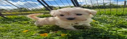 Schnoodle dogs for sale: Toy Schnoodle Puppies (Mini Schnauzer x Toy Poodle - Advert 3