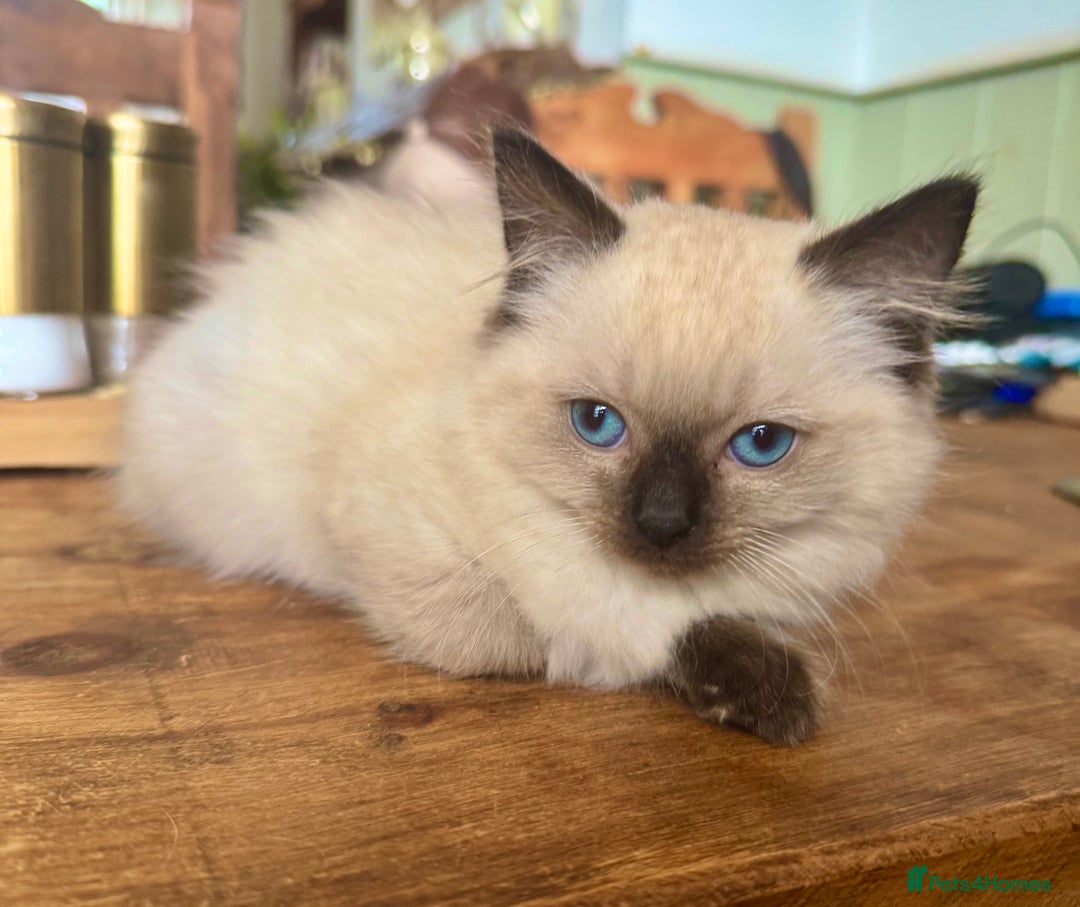 Ragdoll cats for sale: ⭐️ DNA tested Ragdoll female ready 1/8/25 ⭐️ in Loughborough - Image 14