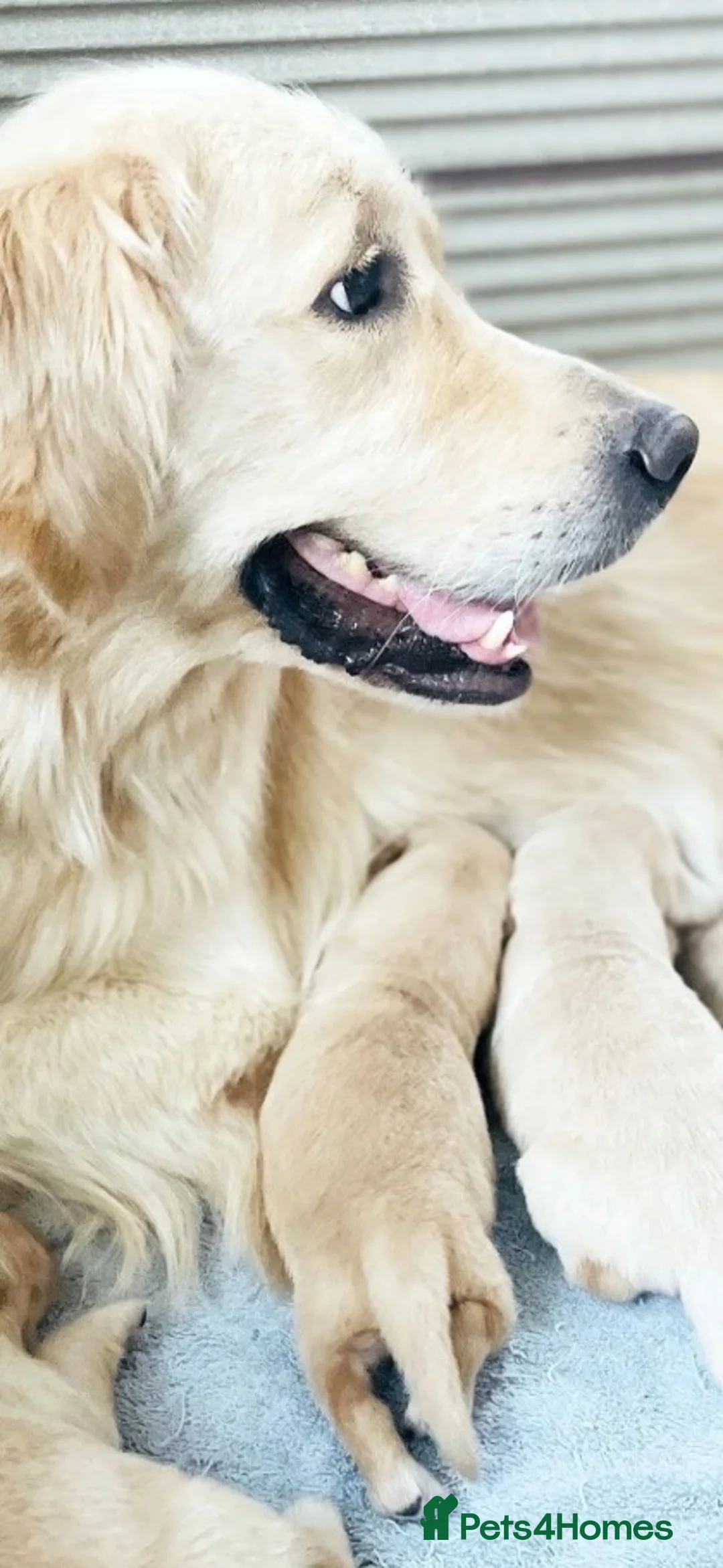 Golden Retriever dogs for sale: Golden retriever pups  in Midhurst - Advert 11
