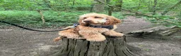 Cocker Spaniel dogs for sale: Beautiful working cocker spaniel- Blu  in Derby - Advert 2