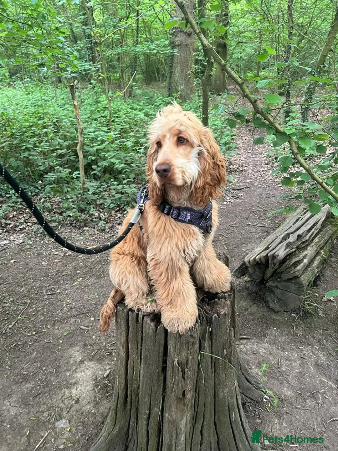 Cocker Spaniel dogs for sale: Beautiful working cocker spaniel- Blu  in Derby - Advert 2