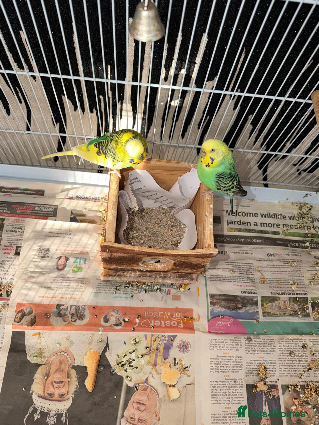 Mixed Breed birds for sale: Budgies for sale - Advert 8