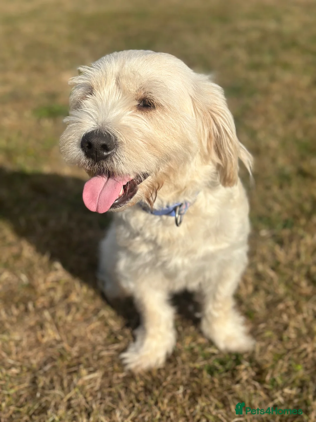 Mixed Breed dogs for sale: Luna - A Beautiful Labrador Mix in Ruislip - Advert 7