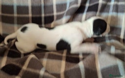 Whippet dogs for sale: KC Particolour Whippet Puppies - Image 14