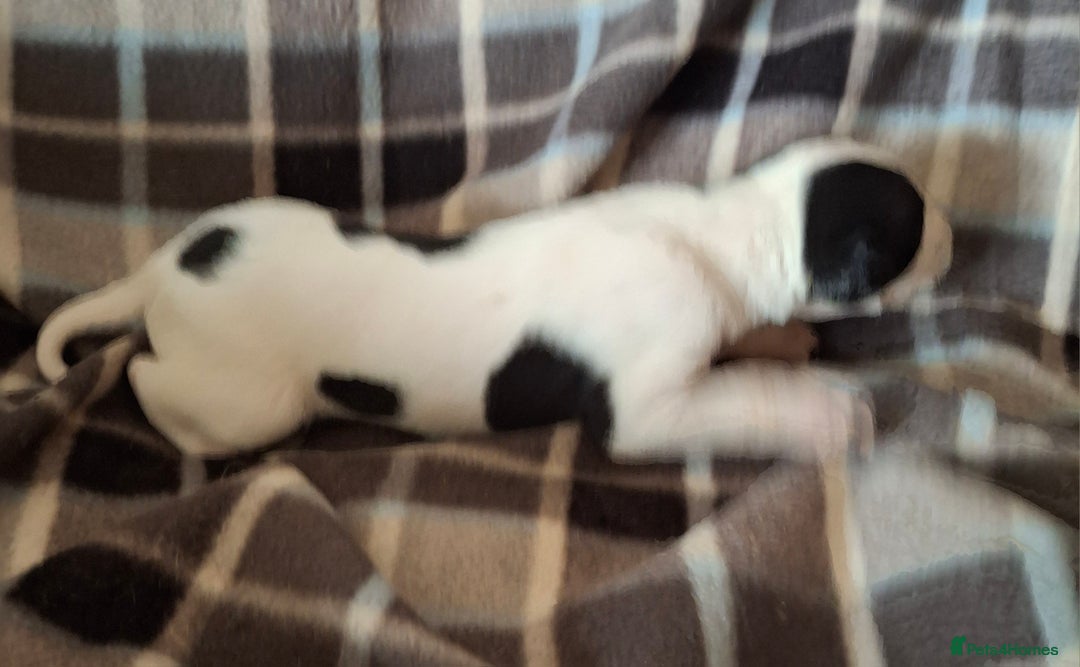 Whippet dogs for sale: KC Particolour Whippet Puppies - Image 14