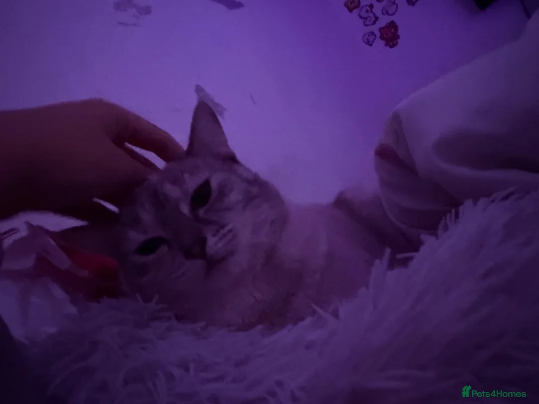 British Shorthair cats for sale: Nova & Aria.  - Advert 14