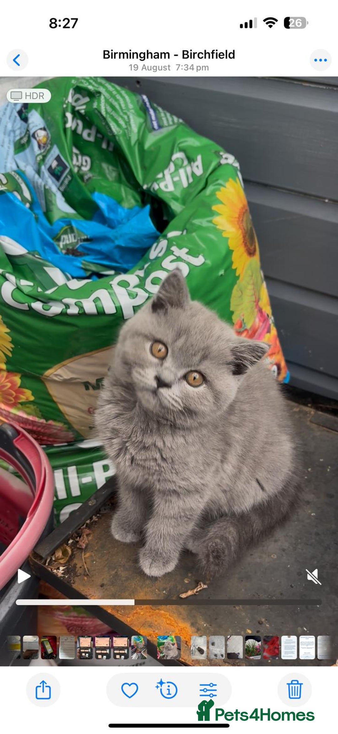 British Shorthair cats for sale: GCCF BSH Kittens pet homes only  - Image 25