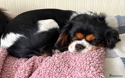 Cavalier King Charles Spaniel dogs for sale: 2 Female King Charles Cavaliers   - Advert 13