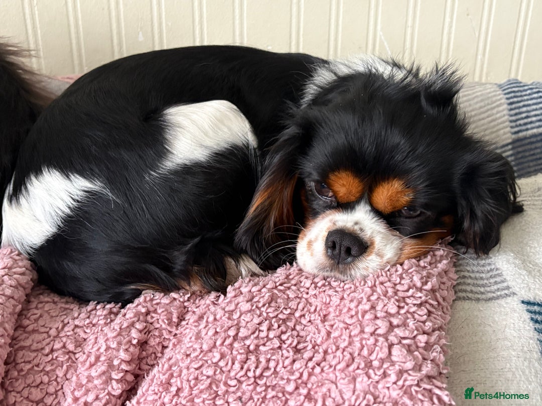 Cavalier King Charles Spaniel dogs for sale: 2 Female King Charles Cavaliers   - Advert 13