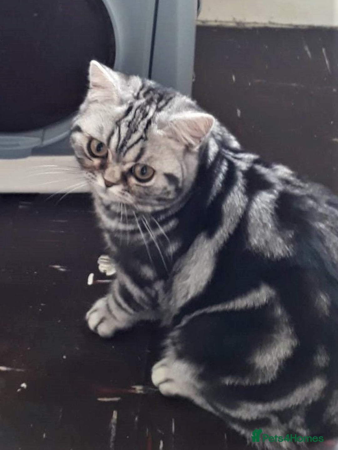 British Shorthair cats for sale: Bsh. Silver classic tabby female.GCCF. - Advert 4