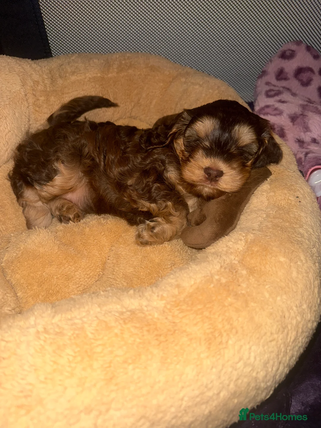 Cockapoo dogs for sale: 4 Adorable F2 Cockapoo puppies - 2 REMAINING! - Advert 14