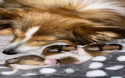Shetland Sheepdog dogs for sale: shetland sheepdog  - Image 7