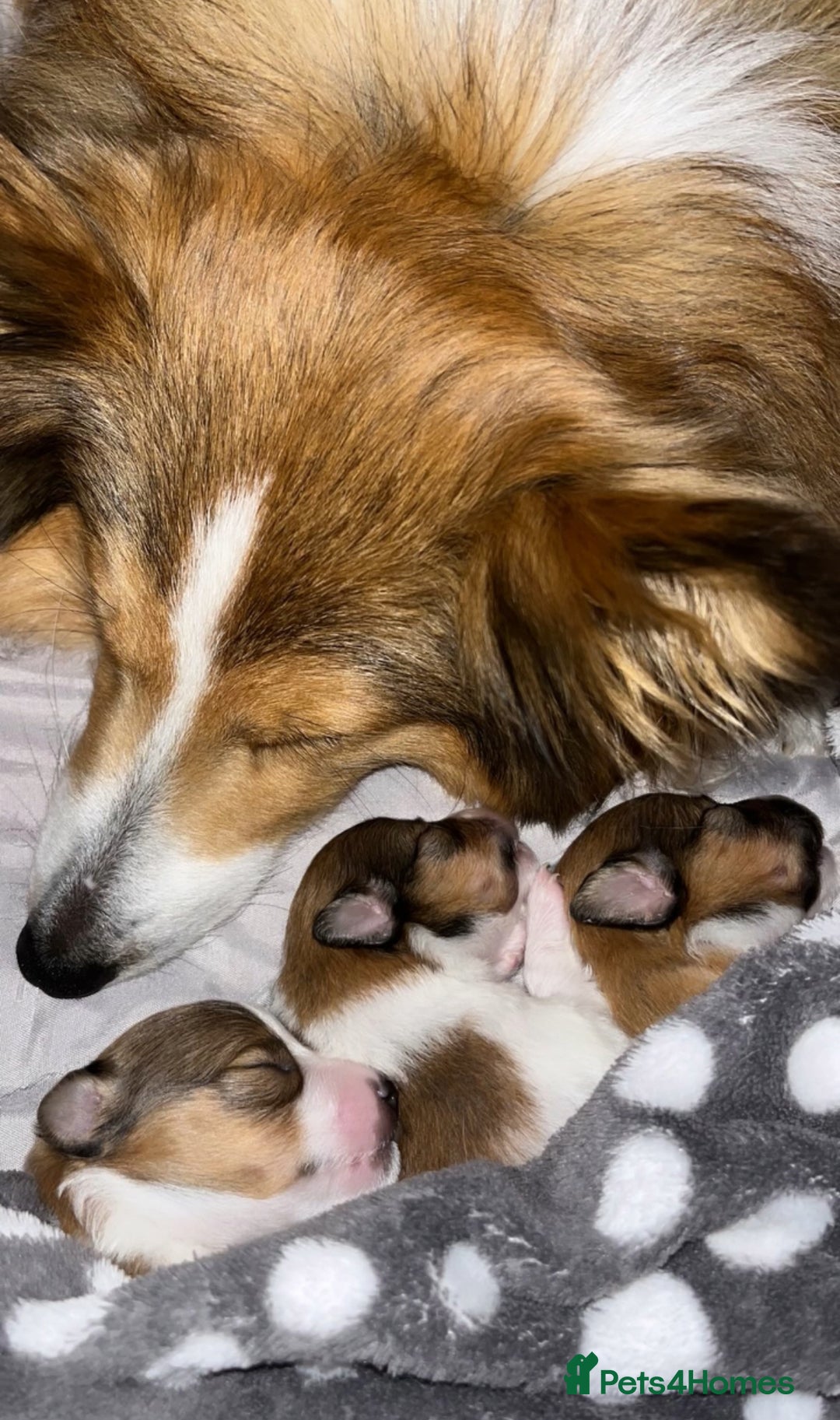 Shetland Sheepdog dogs for sale: shetland sheepdog  - Image 7