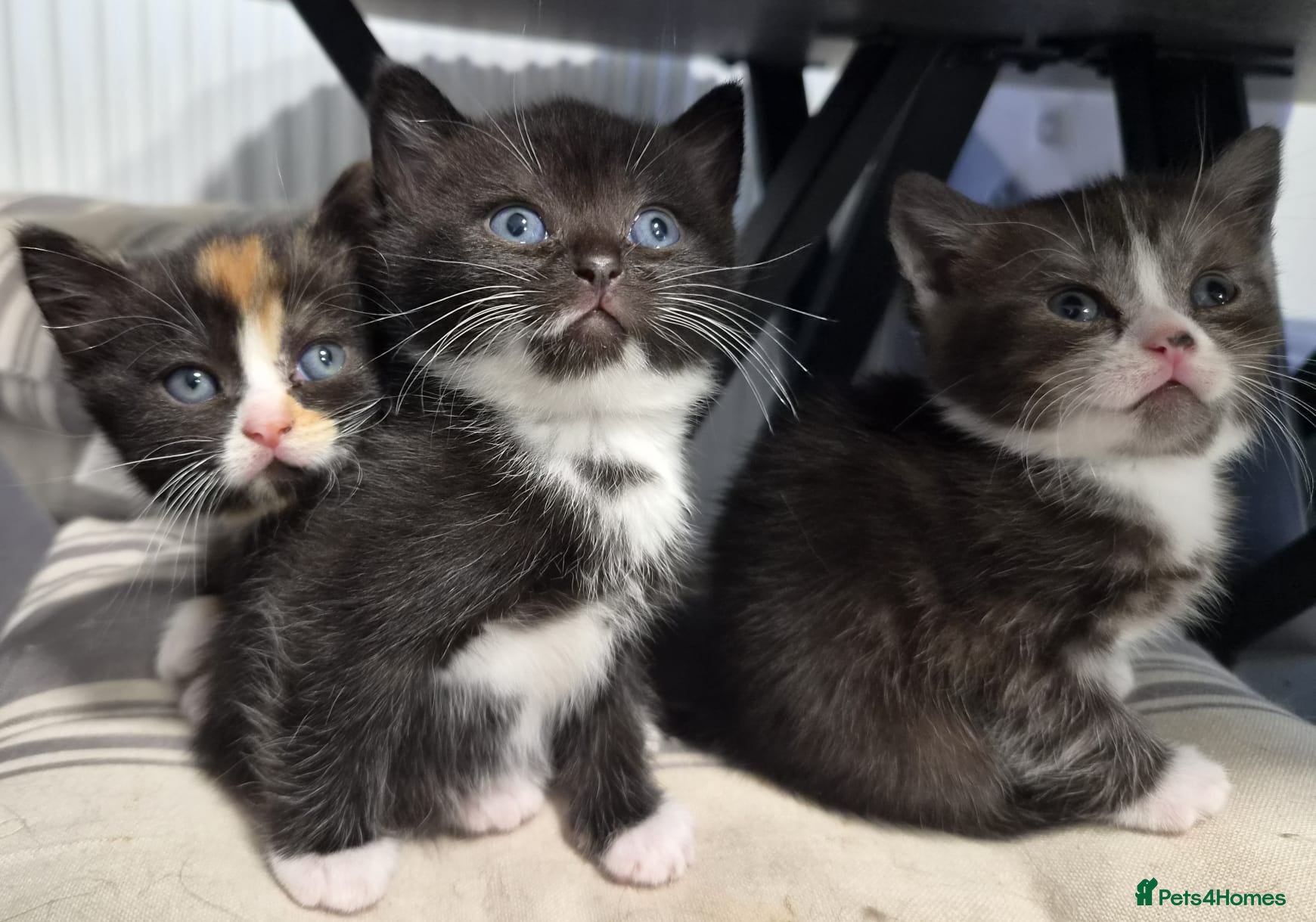 Scottish Fold cats Scottish stright mum,Playful kittens mixed breed  - Advert 9