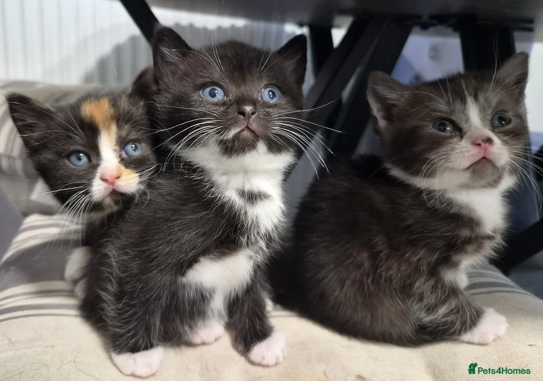 Scottish Fold cats for sale: Scottish stright mum,Playful kittens mixed breed  in Dalkeith - Advert 1