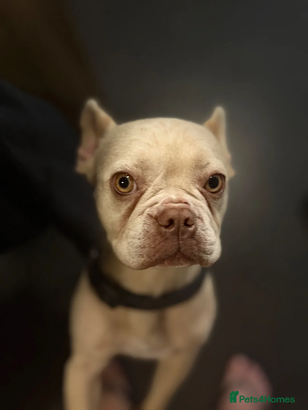 French Bulldog dogs for sale: Female frenchie  - Advert 7
