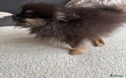 Pomeranian dogs for sale: Bear the tiny Pomeranian  - Image 8