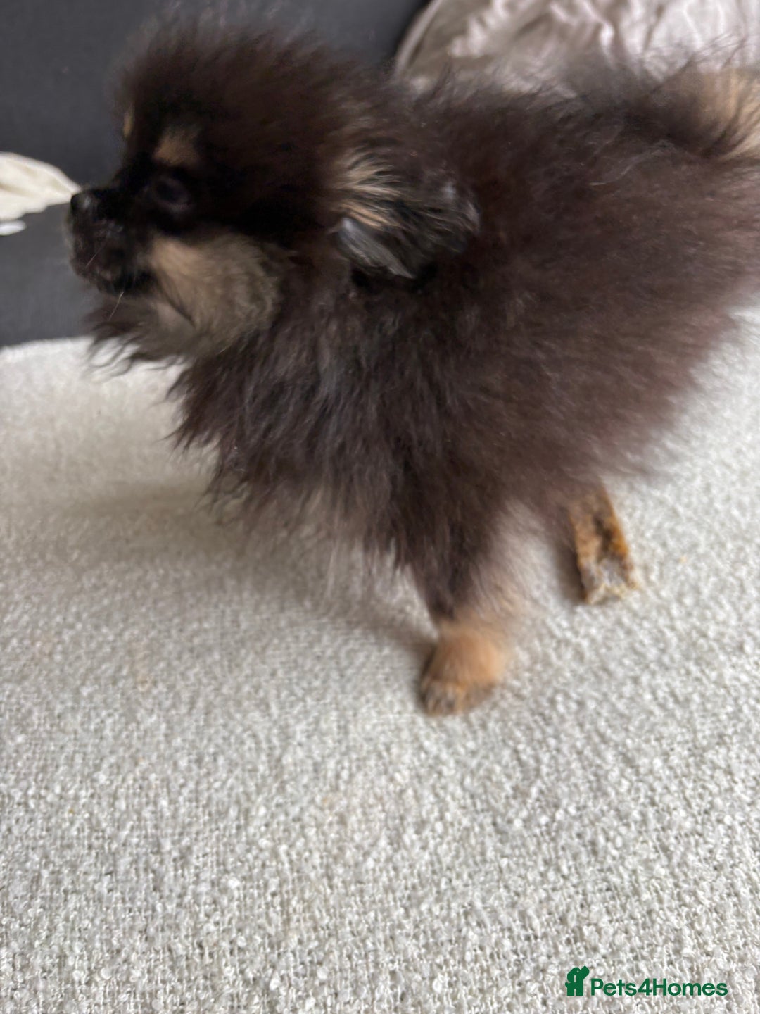 Pomeranian dogs for sale: Bear the tiny Pomeranian  - Image 8