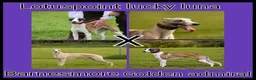 Whippet dogs for sale: Outstanding kc whippet - Advert 17