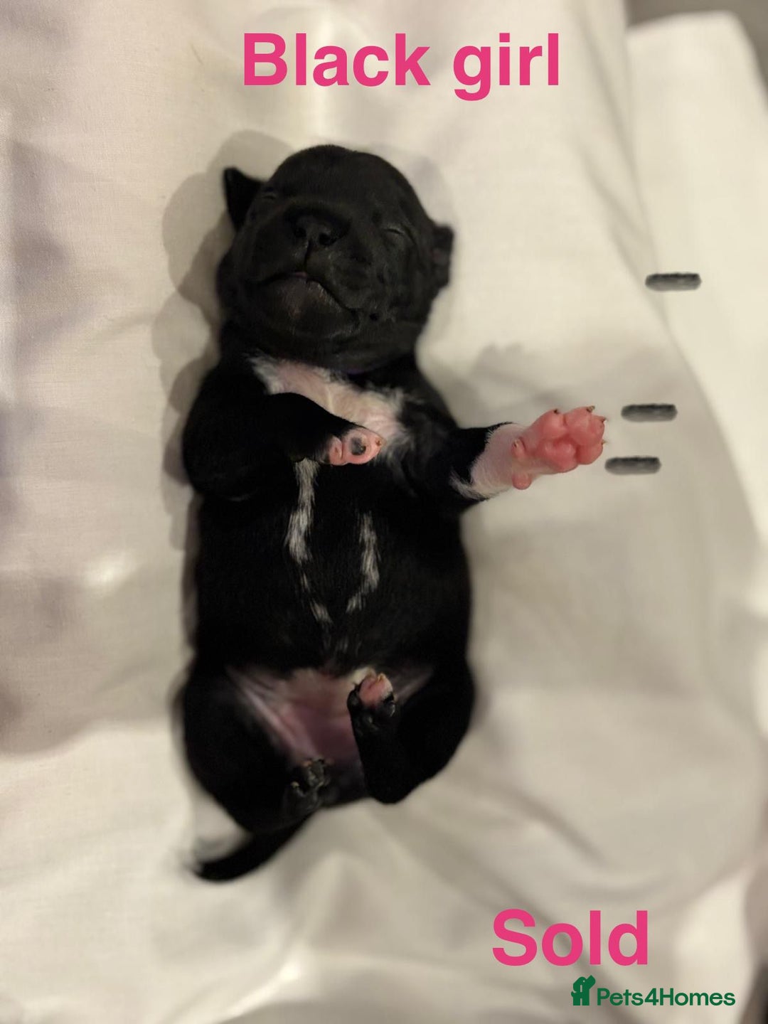 Staffordshire Bull Terrier dogs for sale: Champion Bloodline Stafforshire Bull Terrier Pups - Advert 6