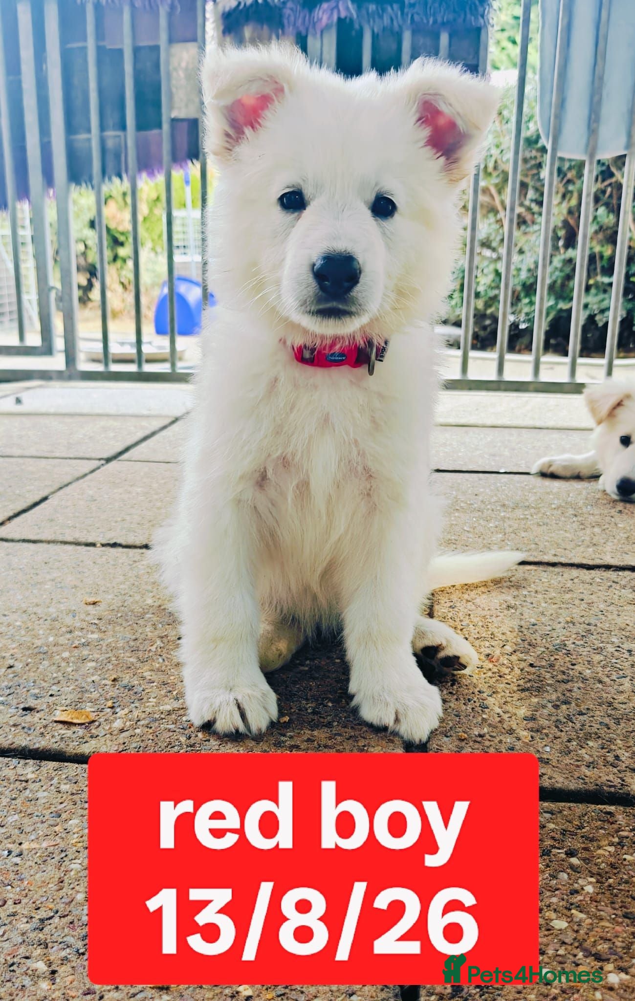 White Swiss Shepherd dogs Stunning KC reg long-coated White Swiss Shepherd - Advert 2