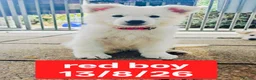 White Swiss Shepherd dogs for sale: Stunning KC reg long-coated White Swiss Shepherd - Advert 10