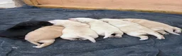 Labrador Retriever dogs for sale: Gorgeous chunky Labrador puppies  in Bungay - Advert 2