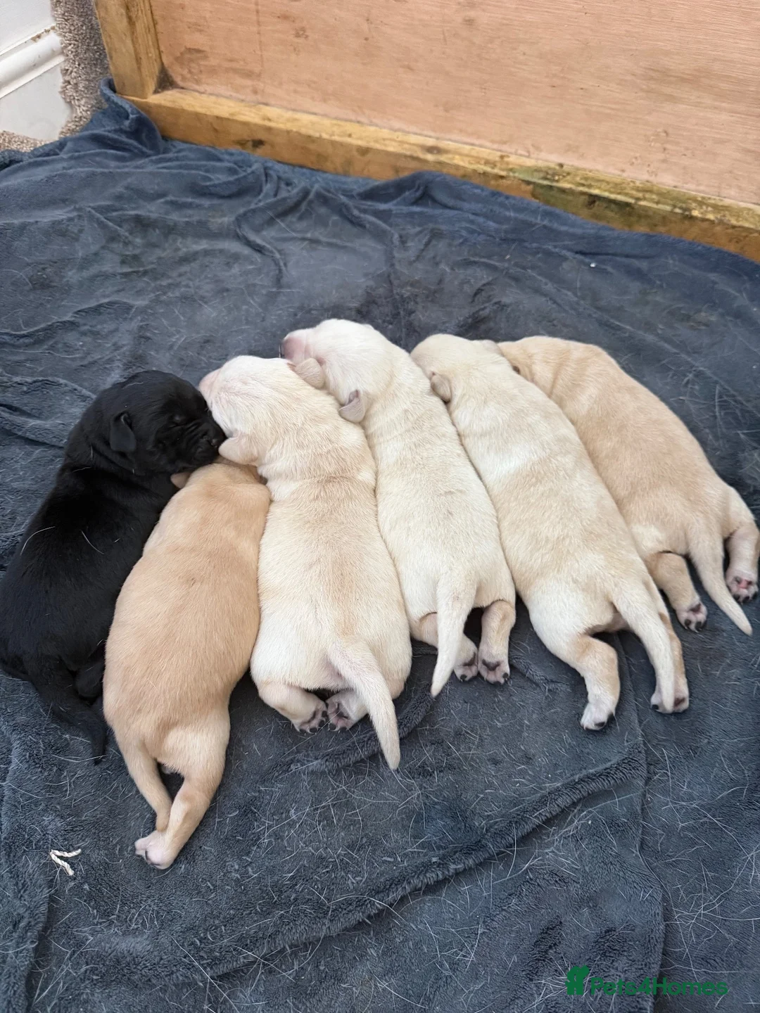 Labrador Retriever dogs for sale: Gorgeous chunky Labrador puppies  in Bungay - Advert 2